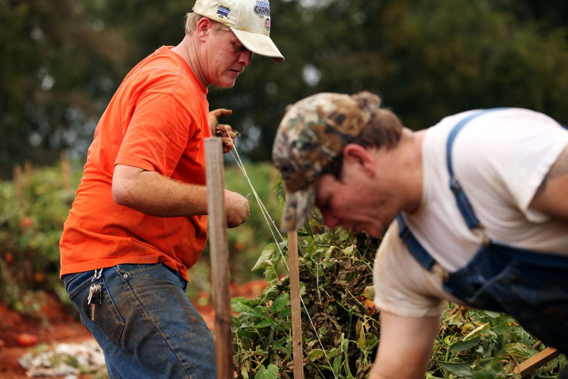 Brothers and new farmhands Jessie Lessley, left, and Jeb Lessley work on Ellen Jenkins' tomato farm. 
