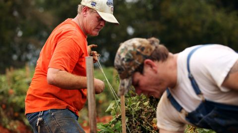 Brothers and new farmhands Jessie Lessley, left, and Jeb Lessley work on Ellen Jenkins' tomato farm. 