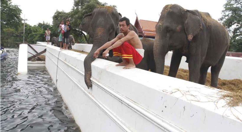  Fifteen elephants are stranded on top of Ayutthaya's Royal Elephant Kraal from the floods. 