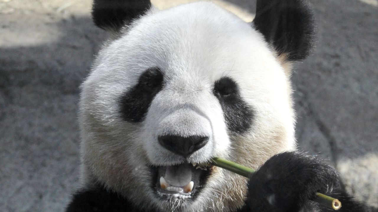 Giant pandas are notoriously reluctant to breed in captivity and pseudo-pregnancies are common. 