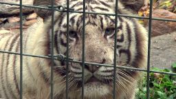 Sheriff, expert defend killings of freed animals in Ohio | CNN