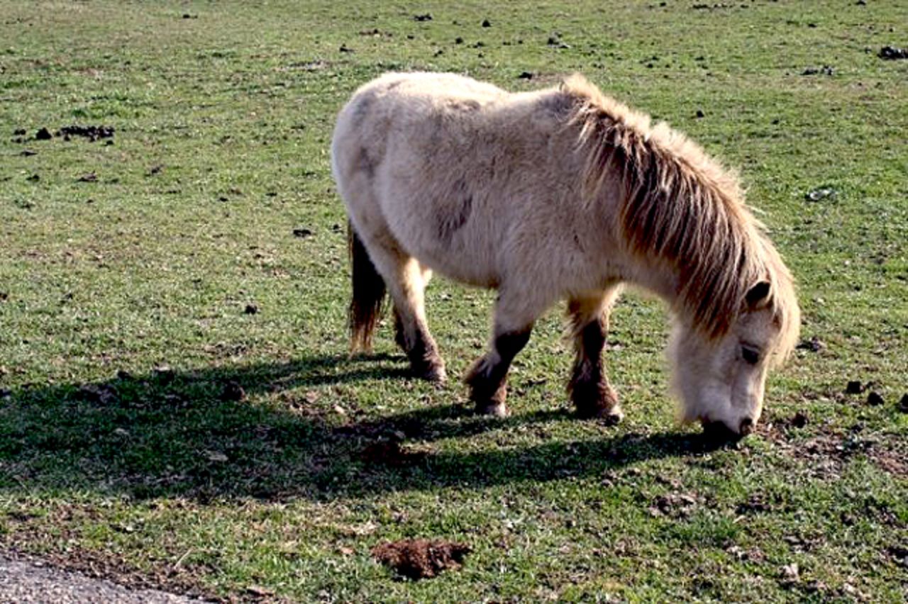 A miniature horse grazes on the farm. The Humane Society of the United States urged Ohio officials on October 19 to issue an emergency rule to crack down on exotic animal ownership.