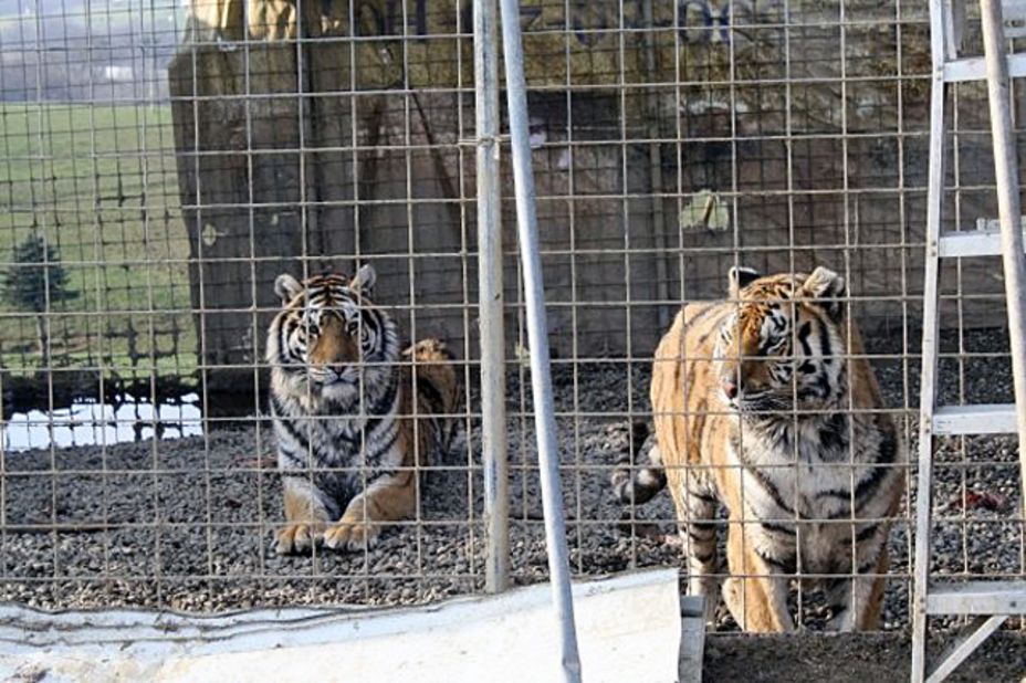 Two tigers that lived on Thompson's farm are seen about a year ago. Thompson was convicted of animal cruelty and animals at large in 2005.