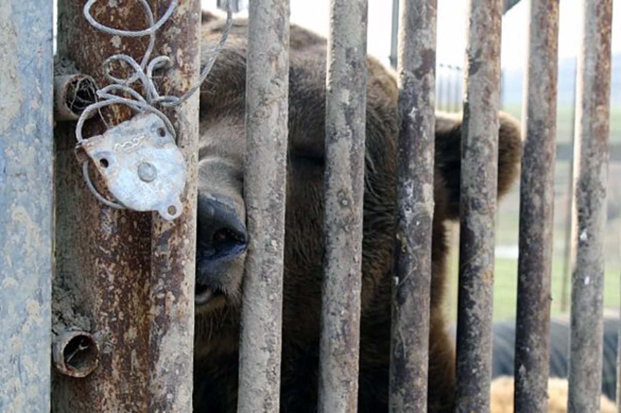 A grizzly bear looks through his cage. One grizzly was brought to a zoo, and two others were killed. Law enforcement officials said on October 19 that they had accounted for all but one of the menagerie of animals released, with just a monkey remaining on the loose.