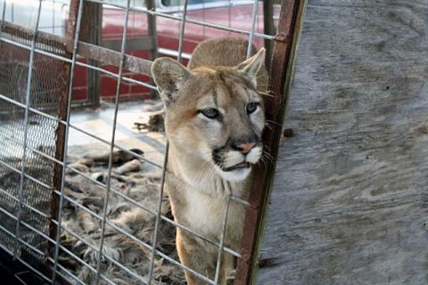 The three mountain lions Thompson owned were killed on October 19 as a safety measure. "When we got here, obviously, public safety was my No. 1 concern," Muskingum County Sheriff Matt Lutz said. "We could not have animals running loose in this county."