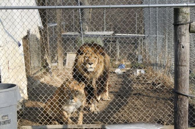 Thompson also kept lions on his property. Seventeen lions were killed after getting free. Thompson's property is about 2 miles outside Zanesville, the city's Mayor Howard Zwelling said.