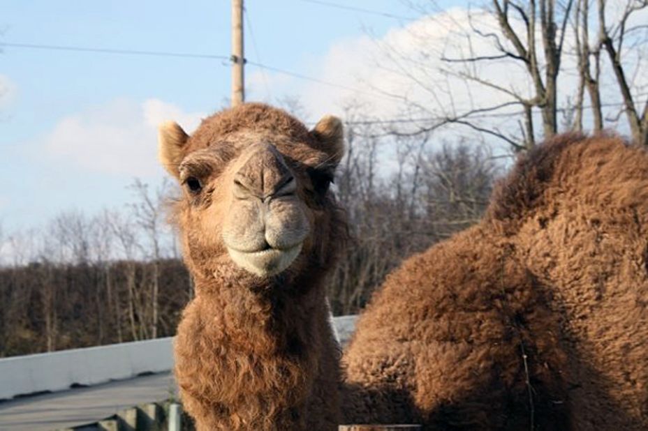 Thompson kept camels on his farm as well. Lutz said law enforcement officials were well aware of Thompson's animals and made numerous visits to the property to look into complaints and ensure that Thompson was in compliance with permits.