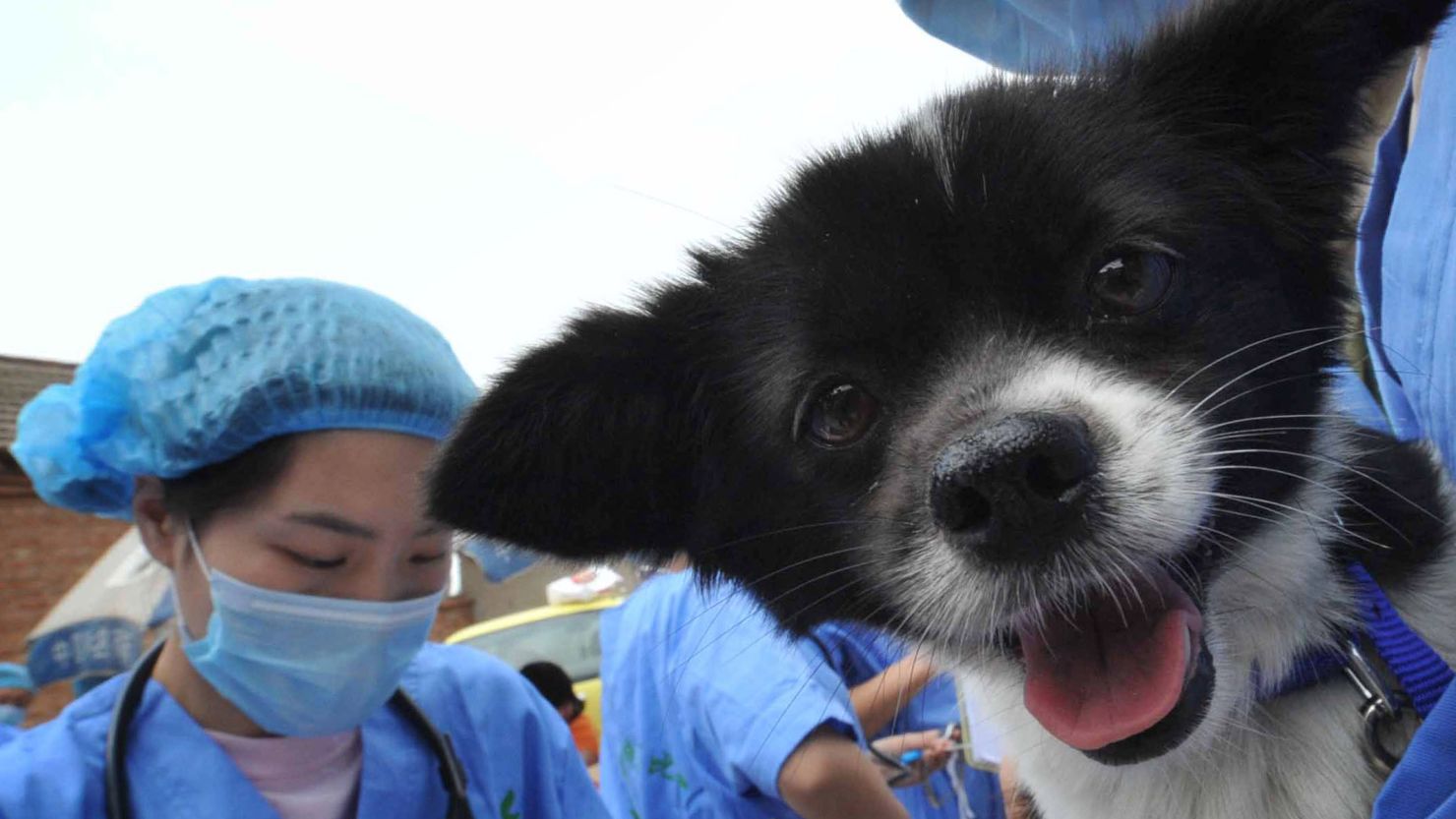 A veterinarian carries a dog to be sterilized in a local government campaign to neuter abandoned pet dogs in Beijing on May 30.