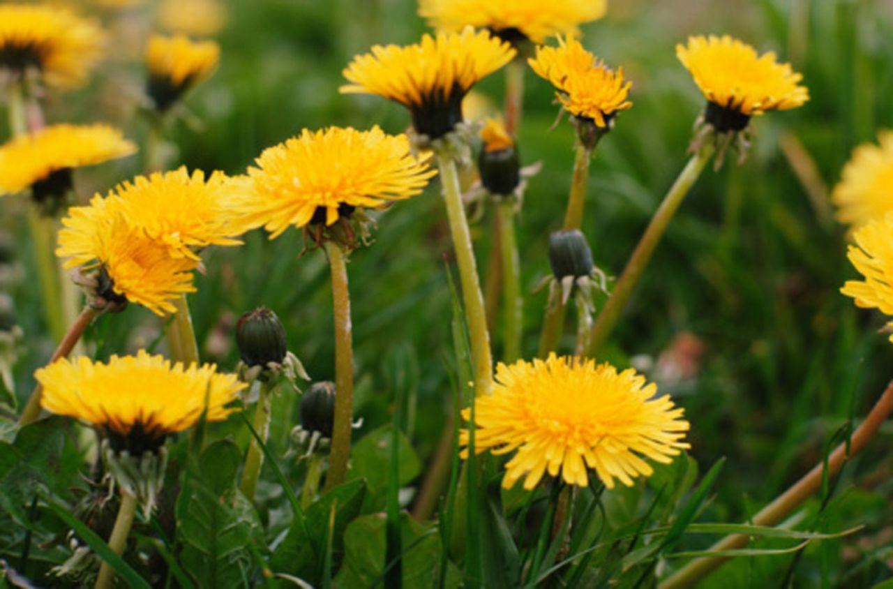 Did you know dandelions can be eaten in their raw form? Use them to spruce up your garden or your salad! Dandelions cleanse the body and slow down digestion, making you feel full longer. Dandelions also rank in the top four vegetables of nutritional value, according to the USDA.