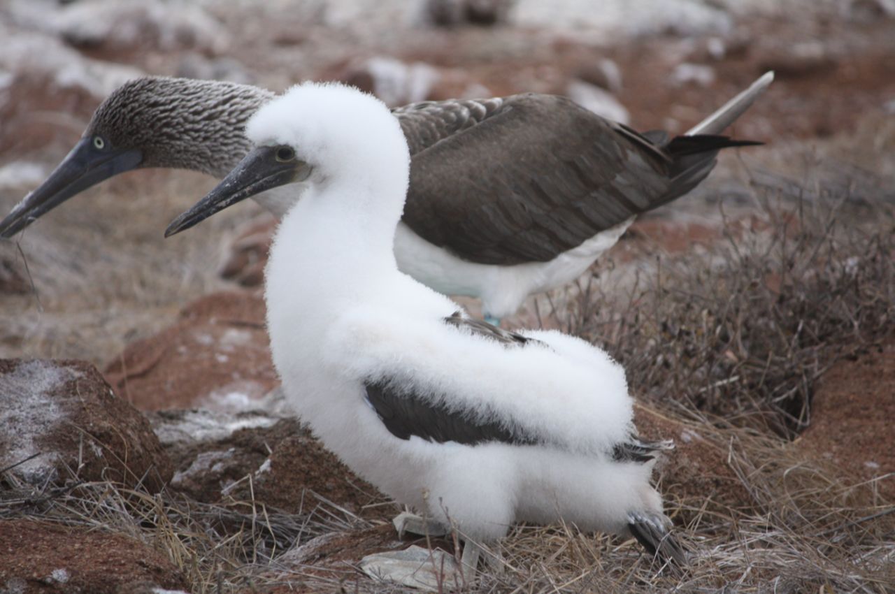 This young bird still has a soft down covering.