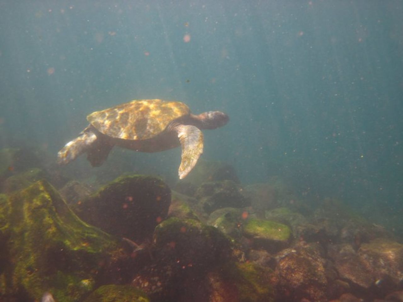 Sullivan shared several photos she took while underwater. Snorkeling and diving are popular activities on the islands, and you might get lucky and spot a turtle or two.