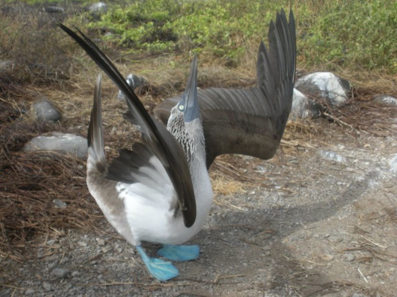 Anne Sullivan, 23, of Indianapolis sent this photo of a blue-footed booby. She says she had lots of great adventures and animal sightings in the Galapagos Islands. "It exceeded my expectations," she said. "I couldn't believe how close we got to the animals. They weren't scared of us. I even saw several of the finches that Darwin talked about. It was interesting to try and catch a glimpse of the birds and their different beak shapes."