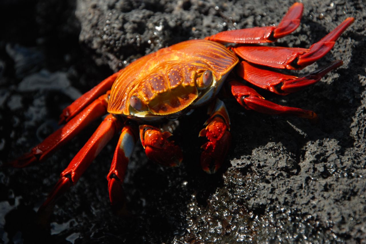 Betty Halberstadt of Revere, Missouri, sent travel photos she and her son Jason took in the Galapagos. "Sally crabs don't bother with camouflaging themselves," she said. "Instead, they're dressed to the nines every day!  They are fairly common to most of the Islands."