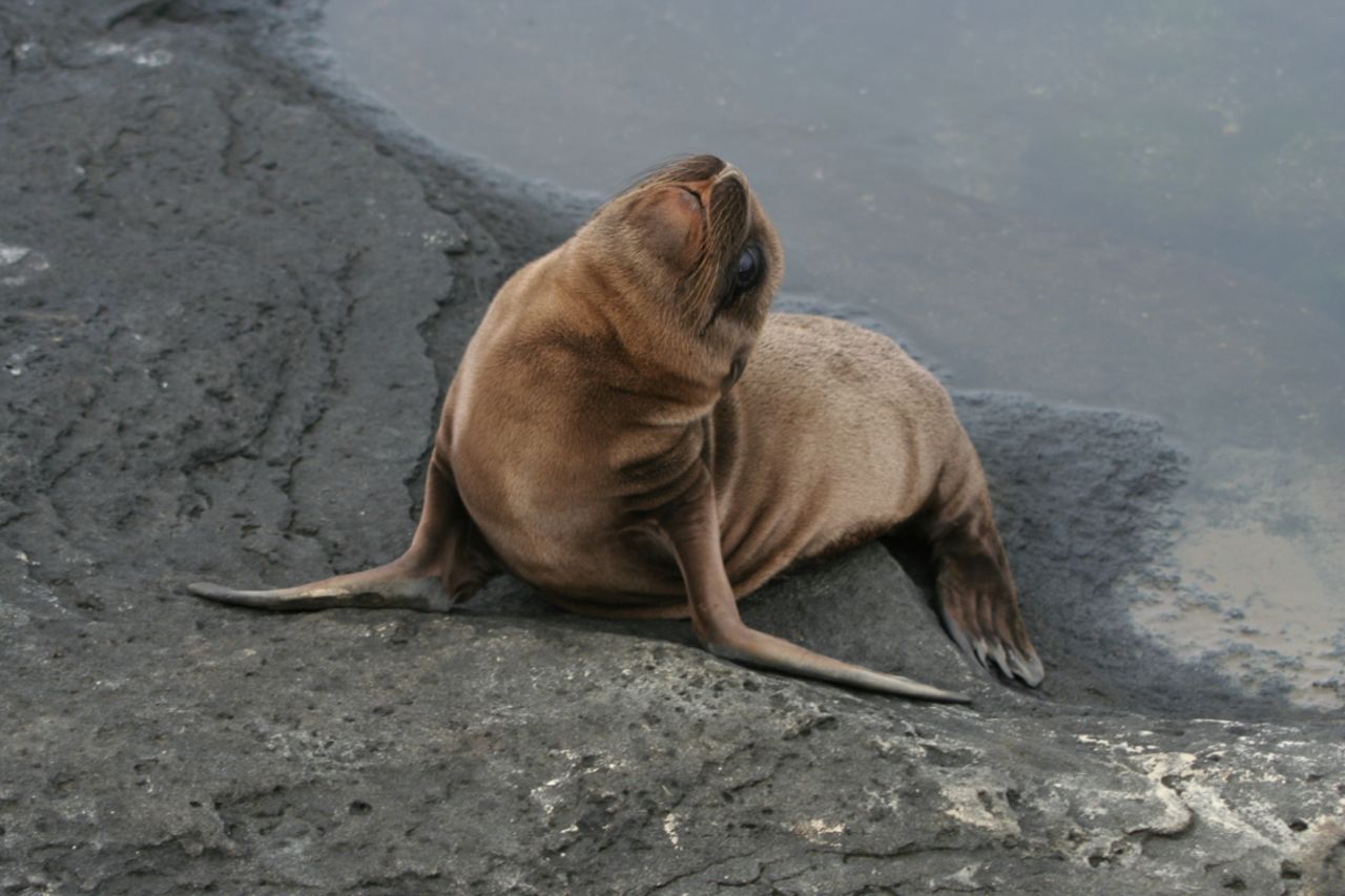 Rich Davi of Holland Township, New Jersey, shared this picture of a friendly-looking sea lion. Galapagos sea lions and fur seals breed primarily on the islands. "For me, being a biologist, it was the trip of a lifetime.  From the time we arrived, it was fantastic." He traveled on a cruise ship that provided his meals and housing. Activities included snorkeling, nature hikes and photography.