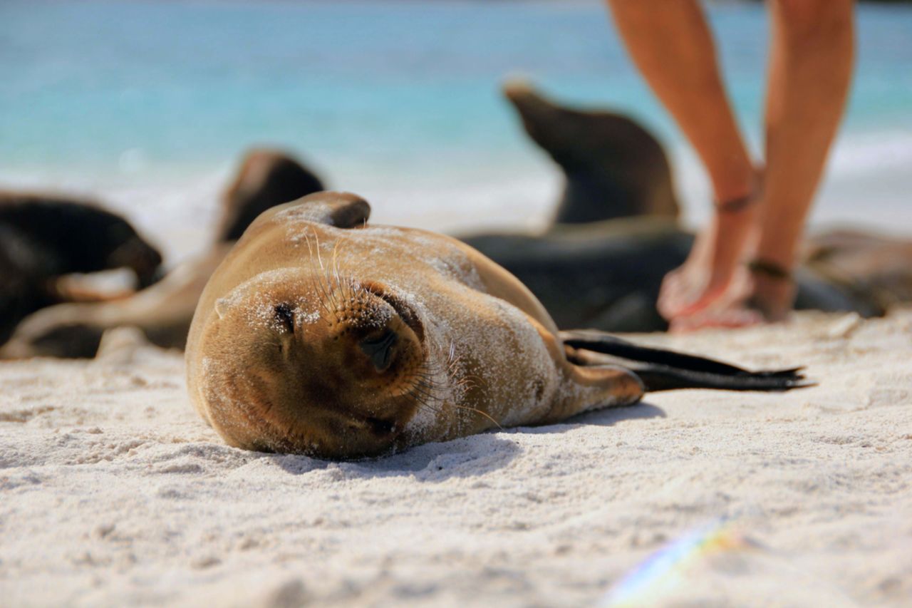 Lyne Broszko of Montreal shot this adorable photo of a sea lion pup sunning itself on a Galapagos Islands beach in Ecuador. "All the sea lions have grown accustomed to having visitors on their islands, so we humans are only slightly annoying paparazzi to them," she said.