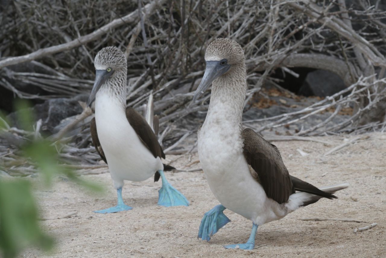 Two blue-footed boobies engage in a mating dance. The iconic birds are commonly associated with the islands. Charles Darwin observed the biodiversity of the islands and began to conceptualize the idea of evolution. Today, people still come to the Galapagos in search of the natural beauty and to see animals they might not see elsewhere. Janet Manosalvas lives in Coronodo, California, and Santa Cruz, Galapagos. She says she and her husband work in the Galapagos, so they live there part-time and run a vacation rental business. This has given Manosalvas many opportunities to photograph the creatures of the Galapagos.