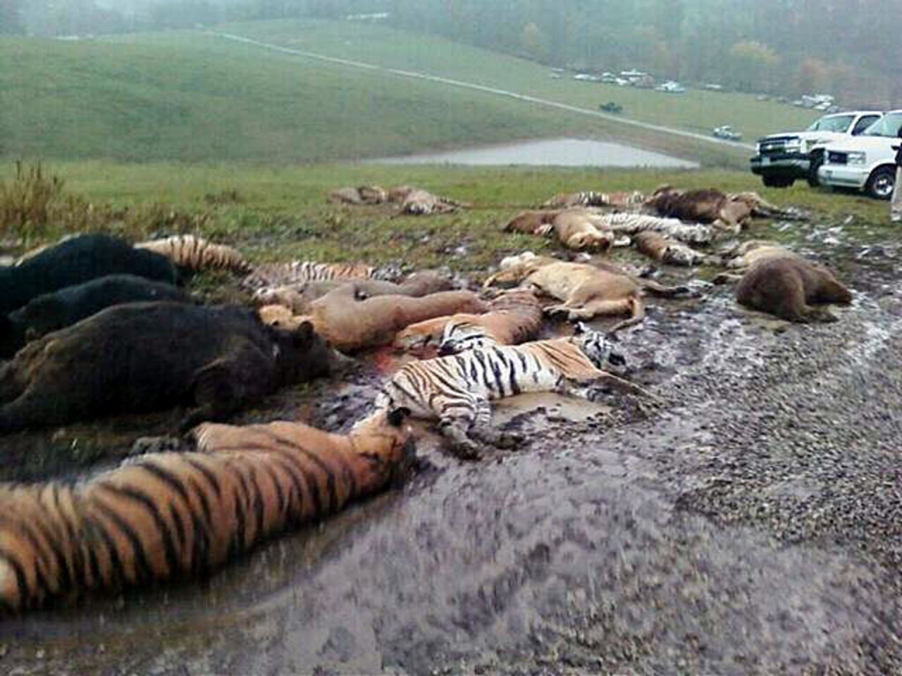 The bodies of animals that got free of an Ohio farm lie on the ground outside Zanesville. Officials were forced to shoot the animals, citing public safety.