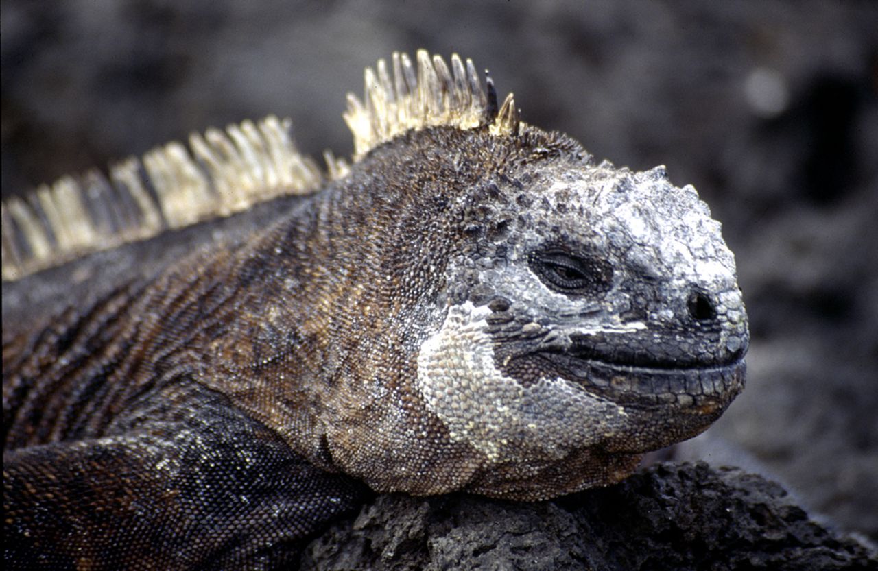 The eight-day boat tour brought him face-to-face with many creatures, including iguanas.