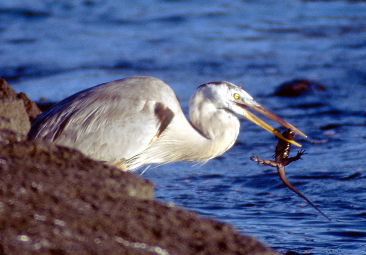 Looks like this heron has found its lunch for the day: a marine iguana. Gil Koplovitz, 34, of Auburn, Alabama, got some nice up-close shots of animals while visiting the Galapagos Islands in August 2001. He is a postdoctoral research fellow in biology at Auburn University. The trip to the Galapagos was part of a six-month backpacking expedition through South America.