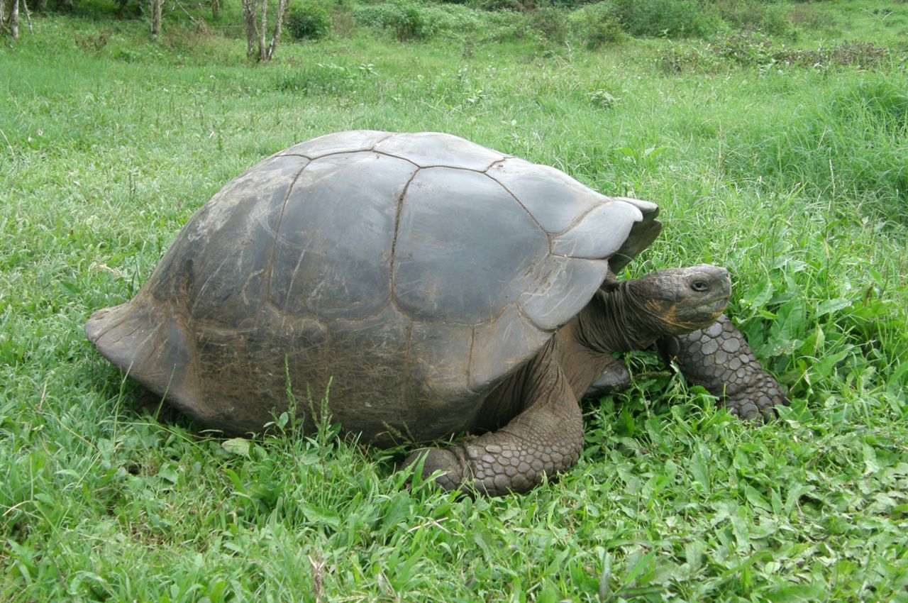 The iconic Galapagos tortoise roams the grass majestically. "The Galapagos Islands are unique in that you can see many endemic species, those found nowhere else on earth," Bandyopadhyay said. "The other remarkable thing is that the birds and animals are totally fearless. The birds will never fly away when you get close, and the animals, like the sea lions, iguanas and tortoises will keep approaching you. This makes it very easy to take nice photographs of these beautiful species."