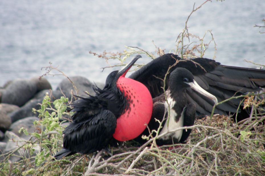 Soumava Bandyopadhyay of Beaumont, Texas, photographed these frigate birds during his December 2009 visit. The males have a puffy red throat that they use to attract mates. Bandyopadhyay stayed on a 16-passenger yacht that provided accommodations and meals.