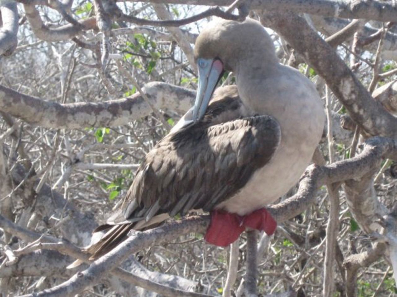 Krupali Tejura of Los Angeles sent this picture of a red-footed booby from a visit in 2007. She's a radiation oncologist and was always fascinated with the islands and Charles Darwin, so she saved up for her first trip in 2002. "I was hooked.  I travel the world, but this place holds a special magical place in my heart. Love it. Absolutely adore it." She did her more recent trip on a yacht tour group, and she's planning to take another trip in a few months.