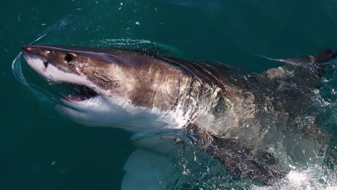 American killed in shark attack off Western Australia coast | CNN