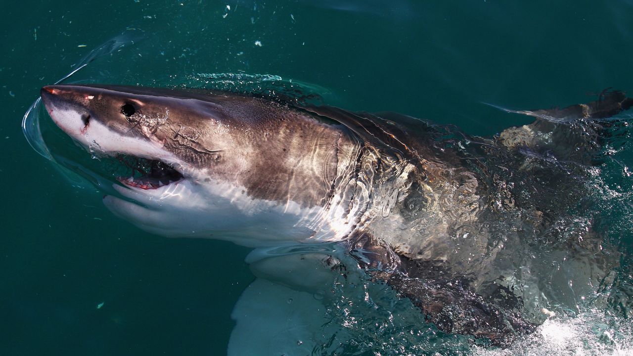 Authorities believe the man was killed by a great white shark, based on a preliminary review of the teeth marks.