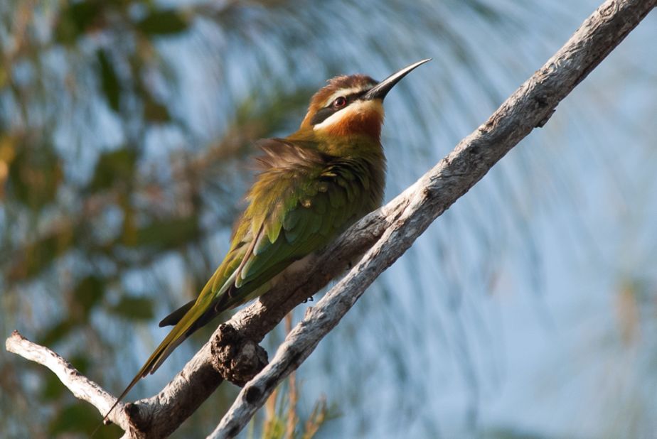A Madagascar Bee-eater on Bazaruto Island. It's estimated over 160 different birds have been identified on the islands.