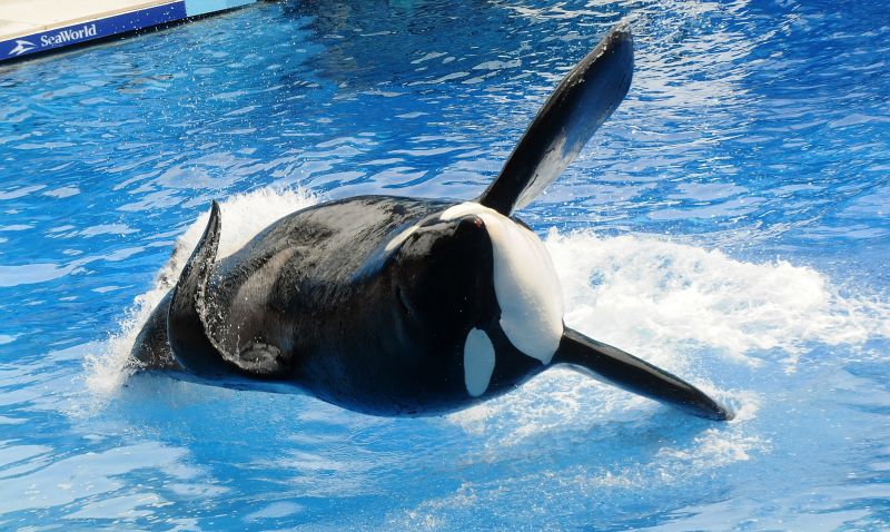 PETA's killer whale 'enslavement' lawsuit goes to court | CNN