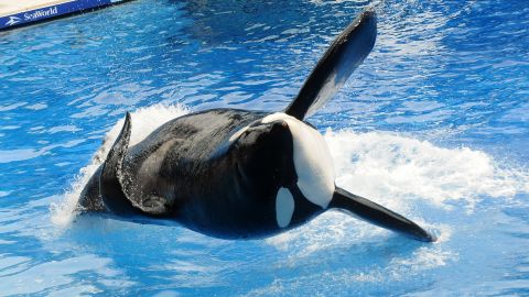 A killer whale performs at Sea World in Orlando. In February 2010 a killer whale named Tilikum killed trainer Dawn Brancheau.