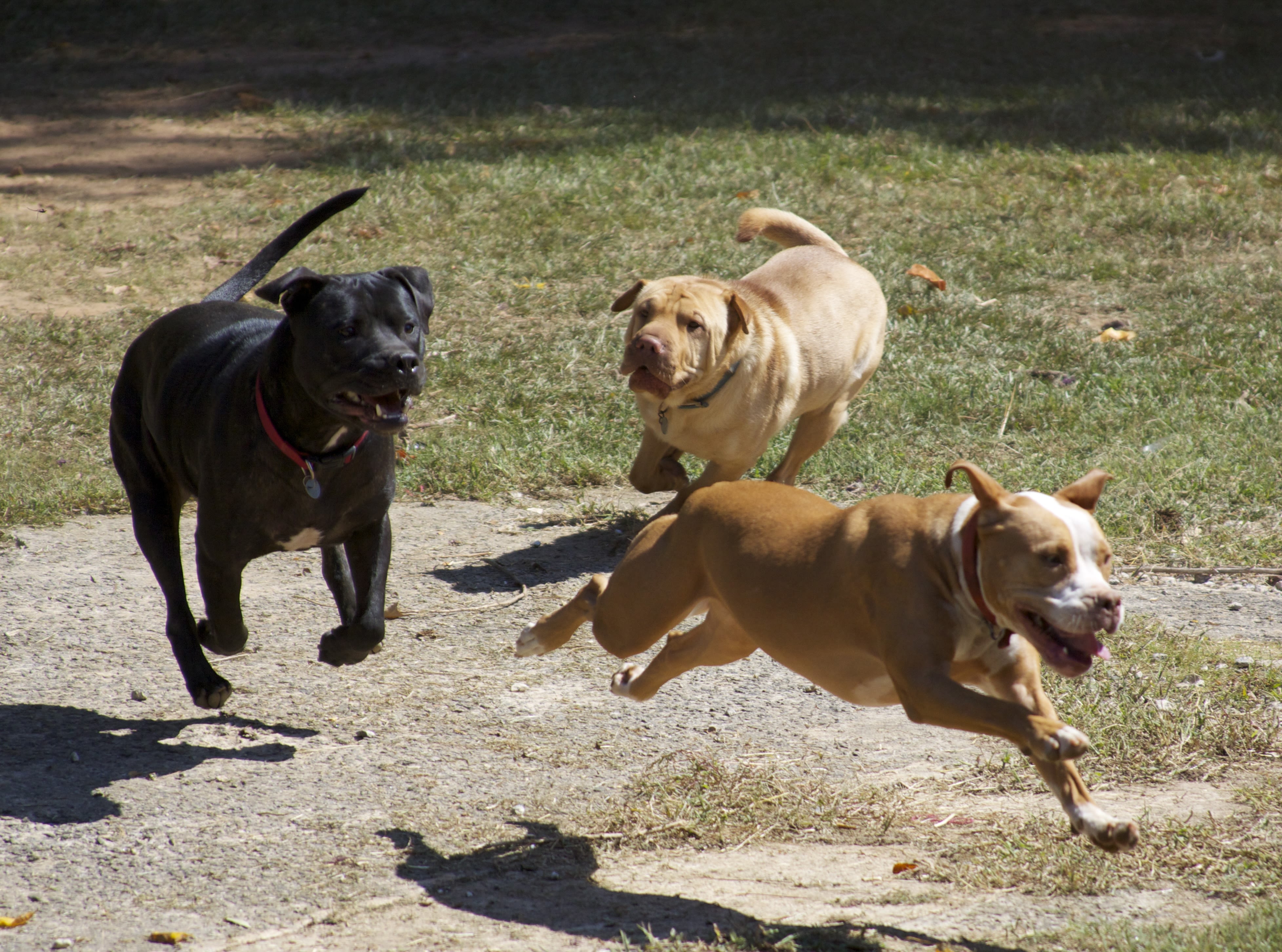 why do pit bulls chase their tails