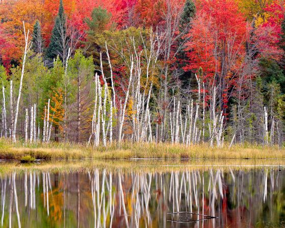 Alanna St. Laurent took this photo of birches on Council Lake in Michigan. "This composition captured my eye because of the starkness of the birch trees in front of the fall color behind them."