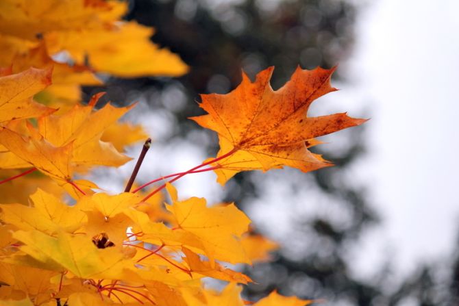 Venkata Chepuri Krishna Teja shared this detail shot from Hillsboro, Oregon. "I just loved the fall colors in Oregon," he said.