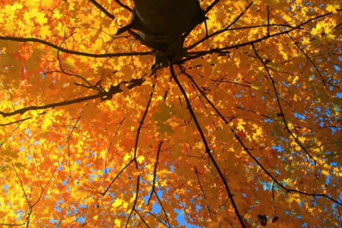 "Standing under the tree, I felt I was under a giant umbrella of golden yellow," Carol Locey said of her photo, taken in Milford, Ohio. "The sun was hitting the leaves and making the tree seem it was lit by hundreds of yellow bulbs shaped like leaves."