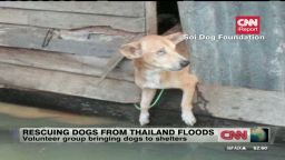 ex Thailand floods dog rescue_00013830