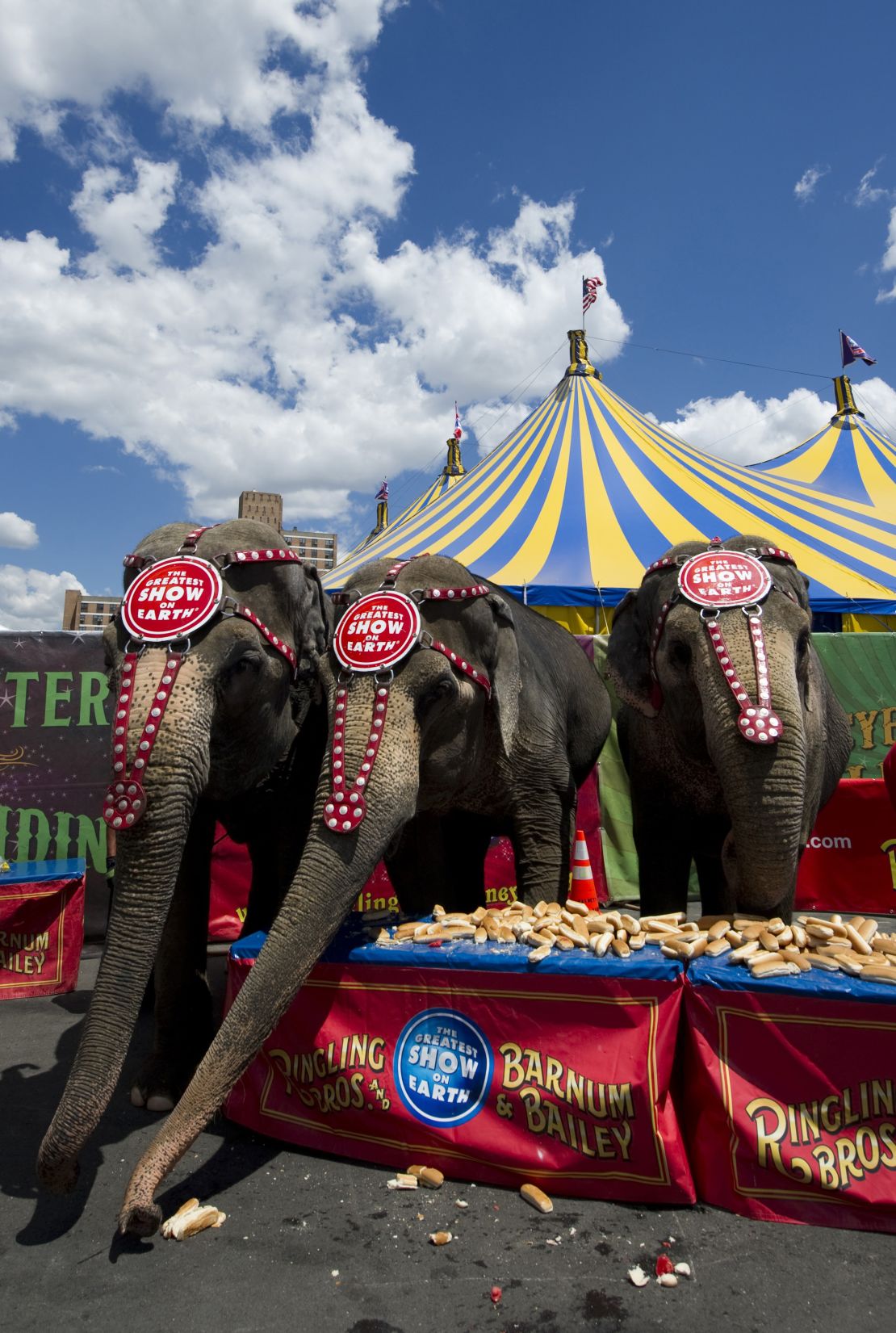Ringling Bros elephants in Coney Island line up in front of a table full of hot dog buns in July 2010.