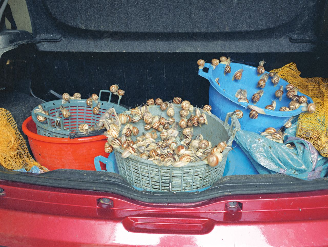 In June, wild snails are gathered to be served during the feast of San Onofrio.