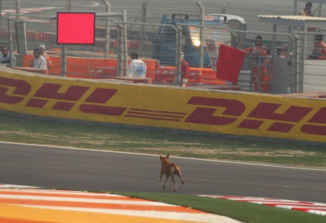 A dog runs across the track at the Buddh International Circuit before Friday's opening practice session for the inaugural Indian Grand Prix.