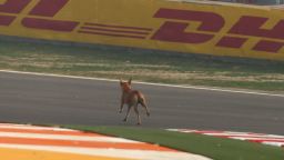 A dog runs across the track at the Buddh International Circuit before Friday's opening practice session for the inaugural Indian Grand Prix.