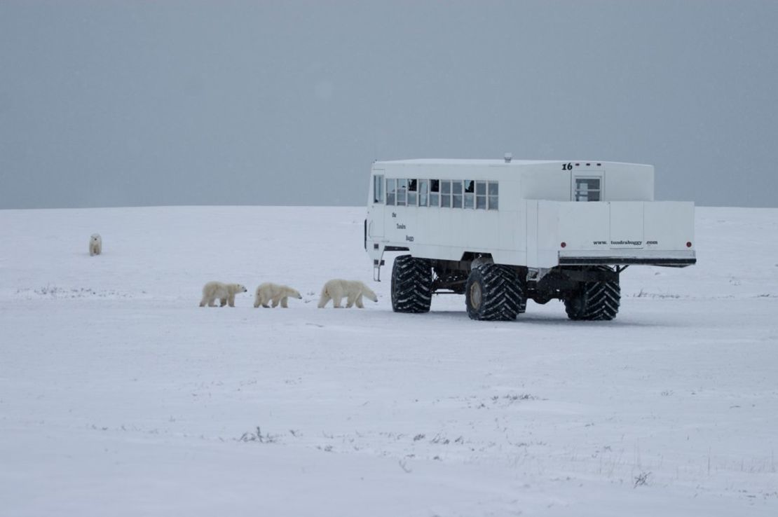 The tundra buggy allows visitors to see polar bears up close.
