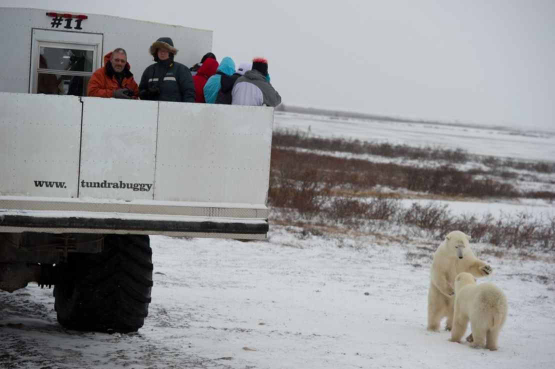 Tourists keep a close eye on polar bears at the Churchill Wildlife Management Area in Manitoba.