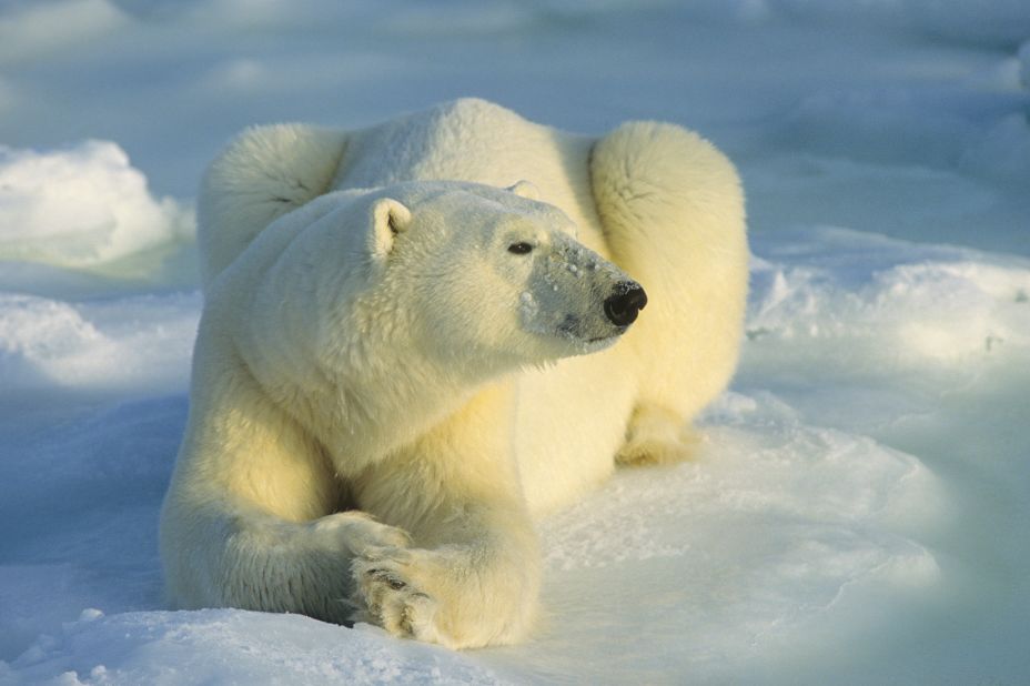 Polar bears are animals that top the food chain in the Arctic and people view them as a majestic symbol of the Far North.