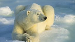  Polar bears are animals that top the food chain in the Arctic and people view them as a majestic symbol of the Far North.