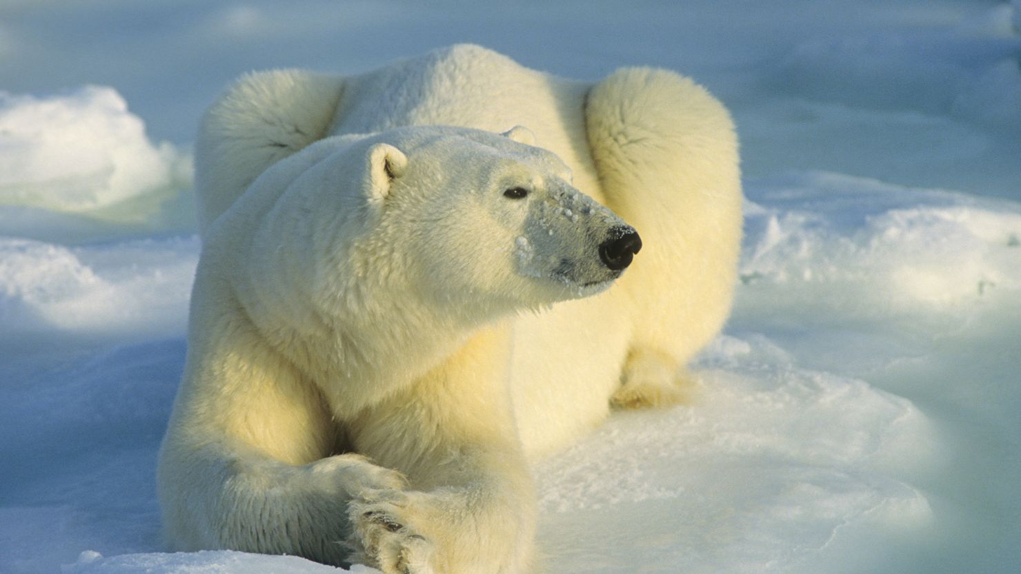 This is not one of the polar bears that trapped the Russian scientists