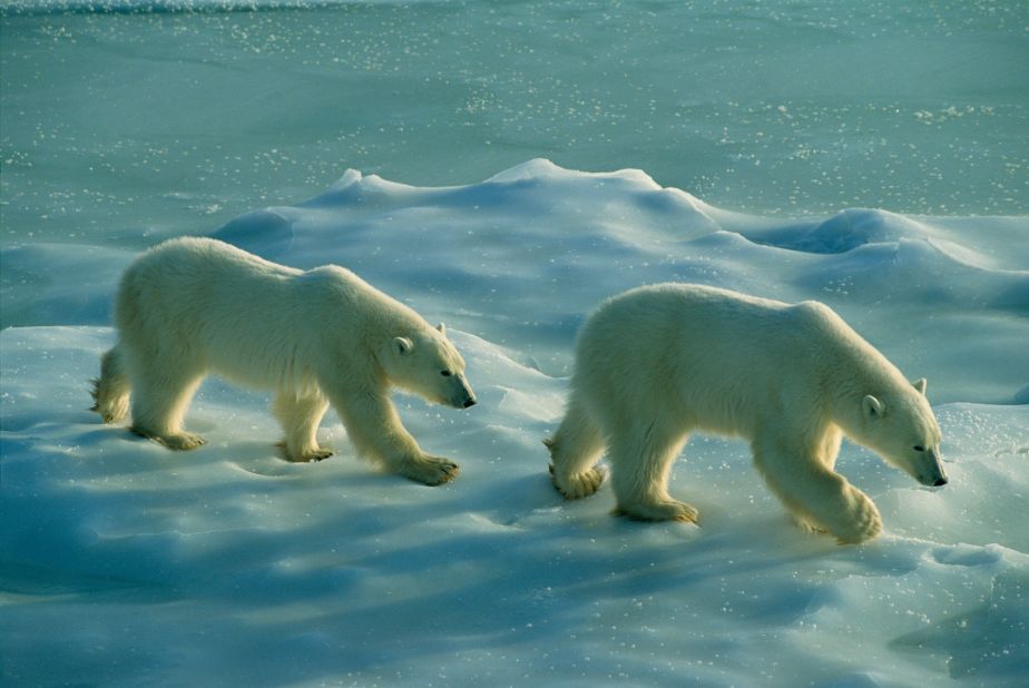 Global warming and diminishing sea ice habitat is the greatest threat to the bears, according to Polar Bears International.