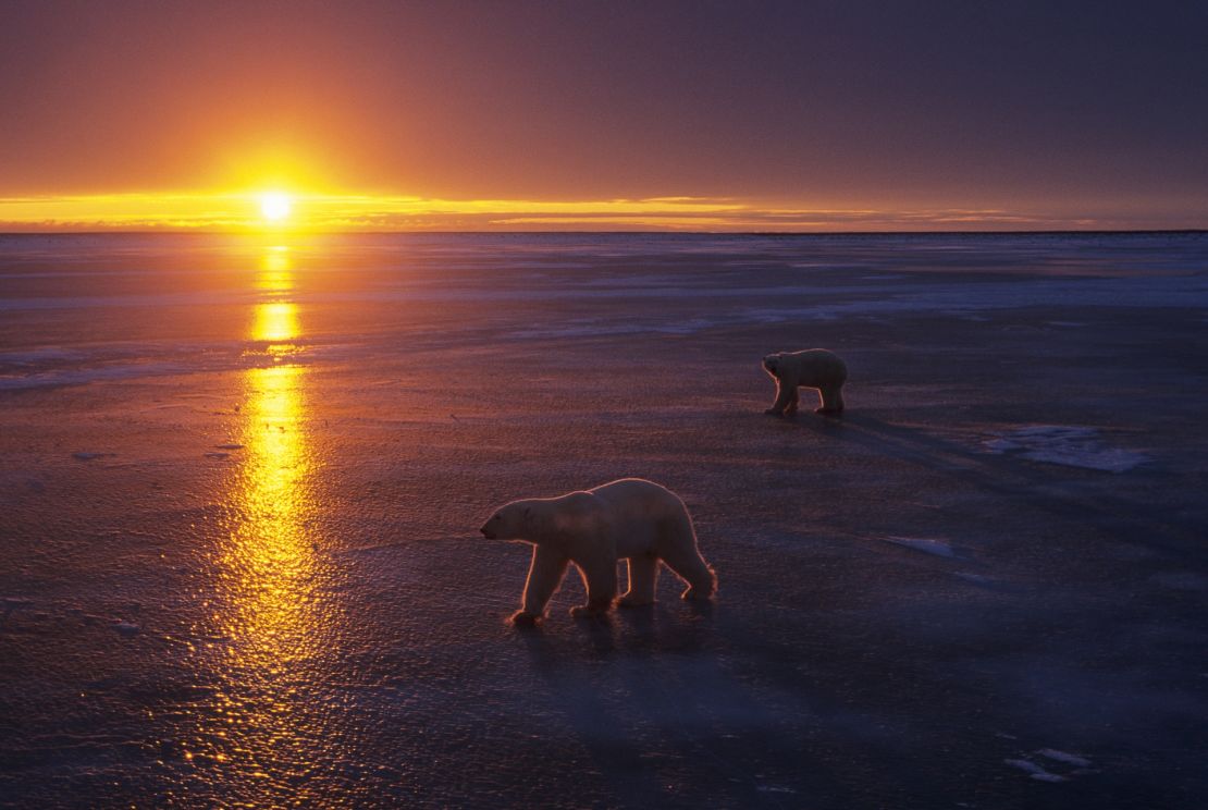 The optimal time to view the wild polar bears is in October and November near Churchill, Manitoba.