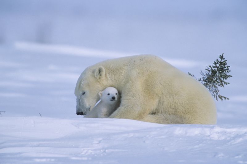 polar bear hunting seal