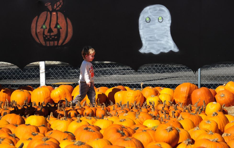 A young child walks across a pumpkin patch in Culver City in southern California, ahead of Halloween. In the US, Halloween is celebrated with child-friendly activities, like trick-or-treating, carving pumpkins into jack-o'-lanterns and dressing in costumes.