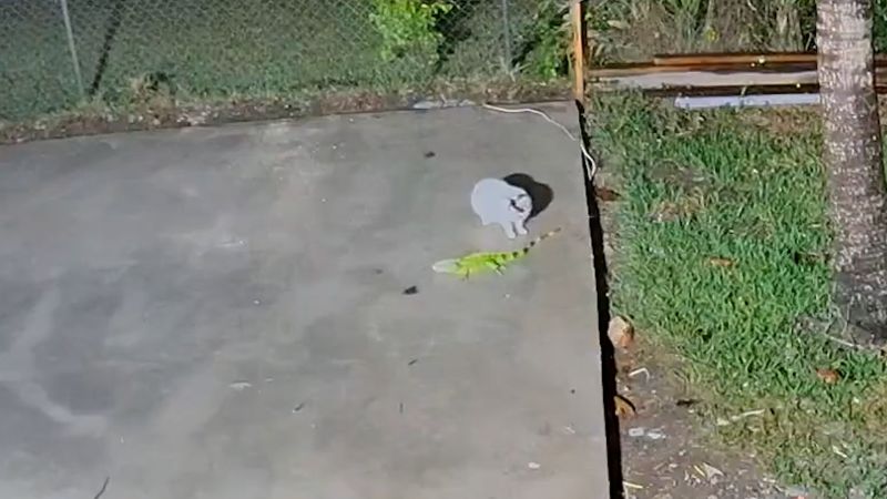 frozen iguana fall from tree and get bitten by cat